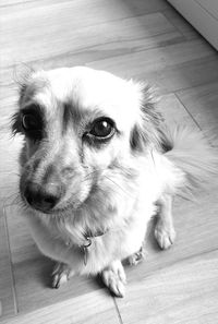 Close-up of dog