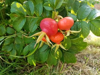 Close-up of cherries on tree