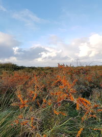 Scenic view of field against sky during autumn