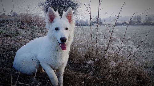 Portrait of white dog on field