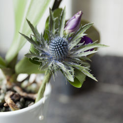 Close-up of flower blooming outdoors