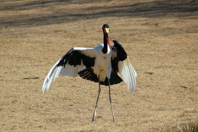 View of a bird on a field