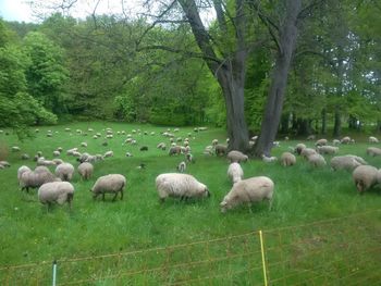 Flock of sheep grazing in a farm