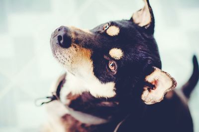 Close-up of a dog looking away