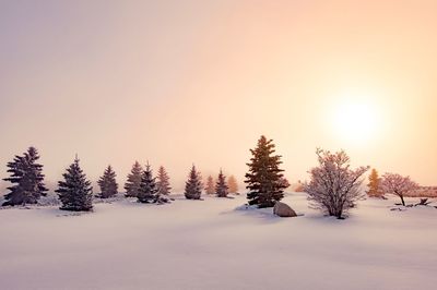 Trees on snow covered landscape against sky