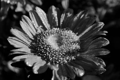 Close-up of flowering plant