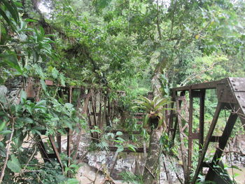 Plants and trees in forest