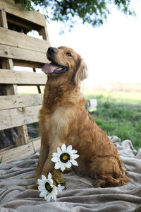 Portrait of golden retriever 