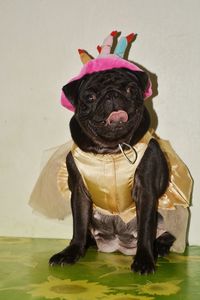 Portrait of a dog