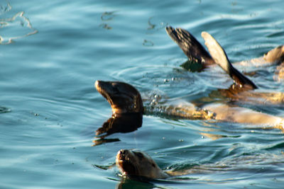 Fish swimming in sea