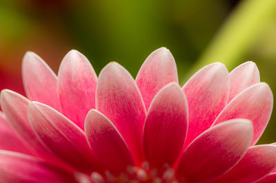 Close-up of pink flower