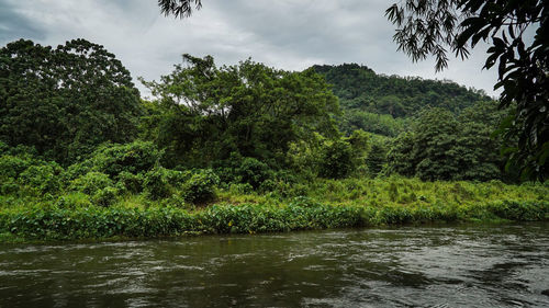 Scenic view of river in forest against sky
