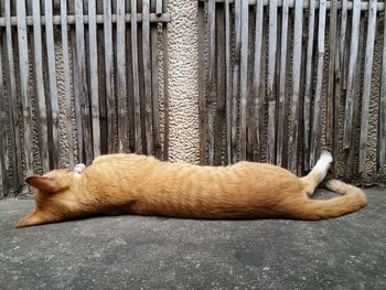 Cat lying on street