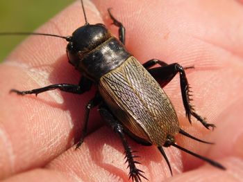 Close-up of grasshopper