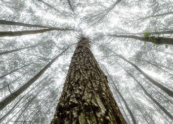 Low angle view of trees in forest