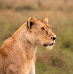 Close-up of lioness