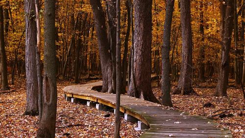 Trees in forest during autumn