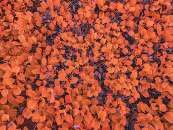 Full frame shot of orange flower