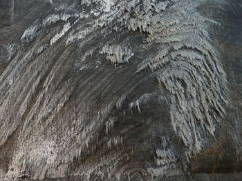 Full frame shot of tree trunk