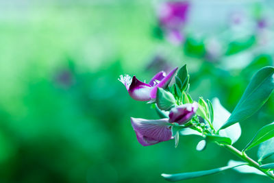 Close-up of purple flowering plant