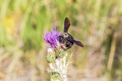 Close-up of honey bee pollinating on purple flower