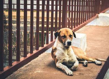 Dog looking away