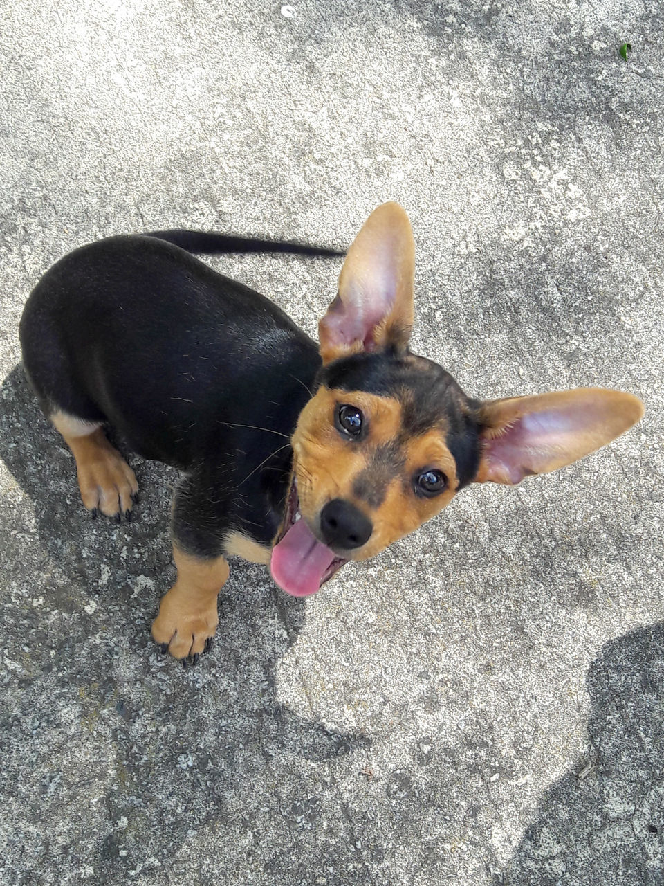 HIGH ANGLE PORTRAIT OF DOG BY CAMERA ON FLOOR