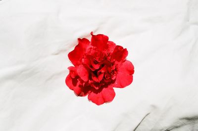 Close-up of red flowers