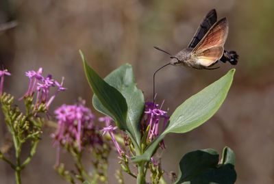 Close-up of butterfly on plant