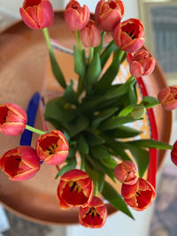 Close-up of red orange tulips