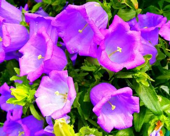 Close-up of purple flower