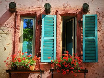 Potted plant on window sill