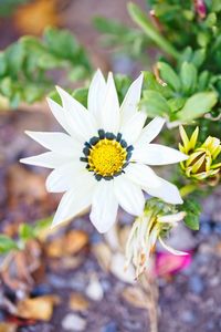 High angle view of white flowering plant