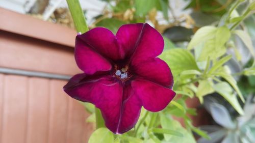Close-up of pink flowering plant