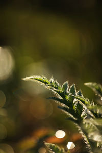 Close-up of plant