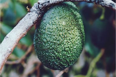 Close-up of fruit on tree