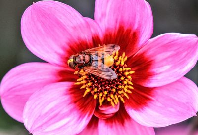 Close-up of bee on pink flower blooming outdoors