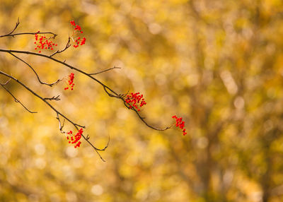 Close-up of red flowering plant against orange sky