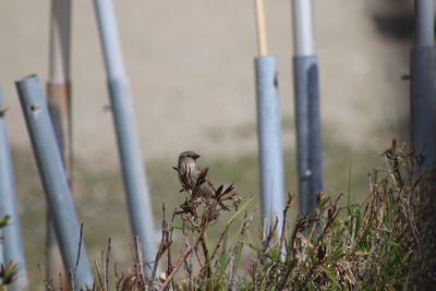 Close-up of plants