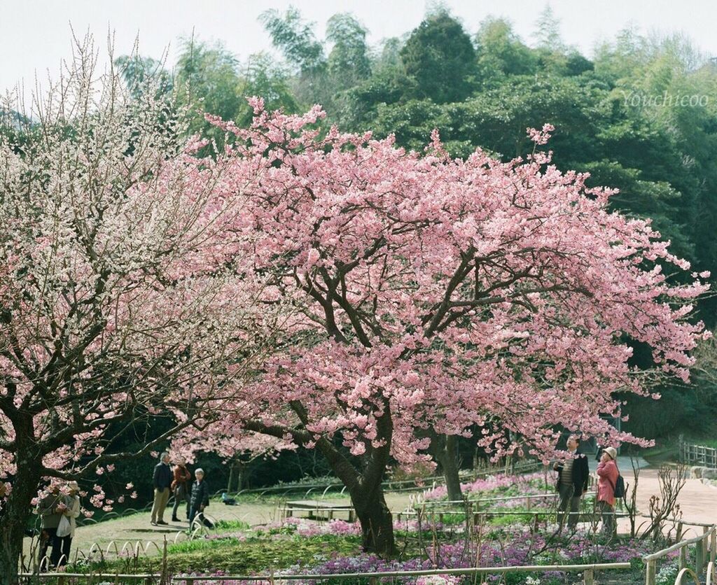 flower, tree, freshness, growth, pink color, branch, beauty in nature, blossom, nature, cherry blossom, cherry tree, fragility, springtime, park - man made space, pink, in bloom, blooming, day, outdoors, tranquility