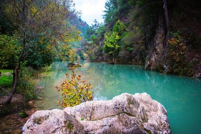 Scenic view of waterfall in forest