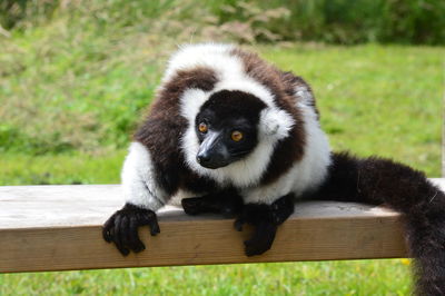 Close-up of monkey sitting on wood