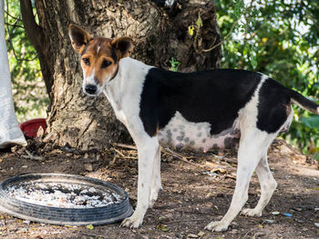 Dog looking at camera outdoors