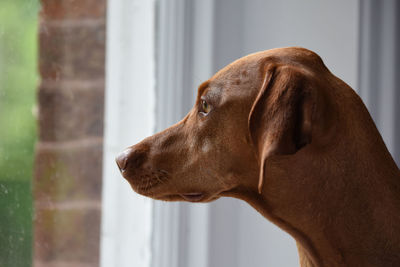 Close-up of vizsla looking towards window at home