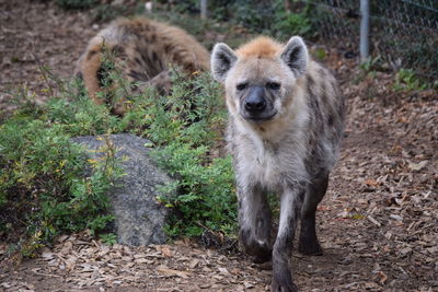 Happy hyena