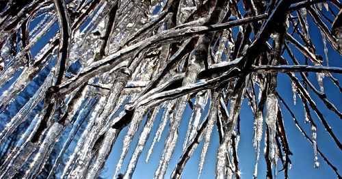 Low angle view of frozen plants against clear blue sky during winter