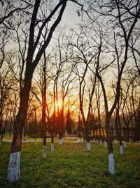 Bare trees on field against sky during sunset