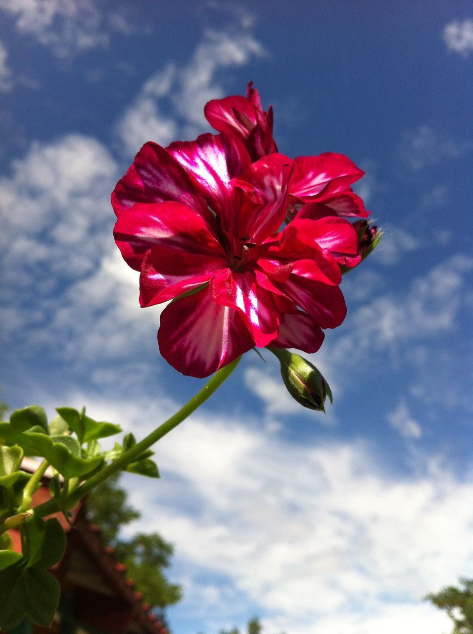 flower, petal, freshness, fragility, sky, flower head, low angle view, growth, beauty in nature, cloud - sky, blooming, red, single flower, nature, cloud, close-up, plant, focus on foreground, pollen, cloudy