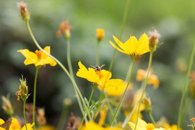 Close-up of yellow flower blooming in field