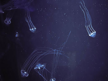 View of jellyfish swimming in sea